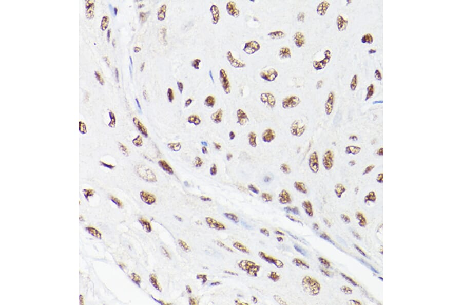 Immunohistochemistry - Anti-LEO1/RDL Antibody (A10520) - Antibodies.com