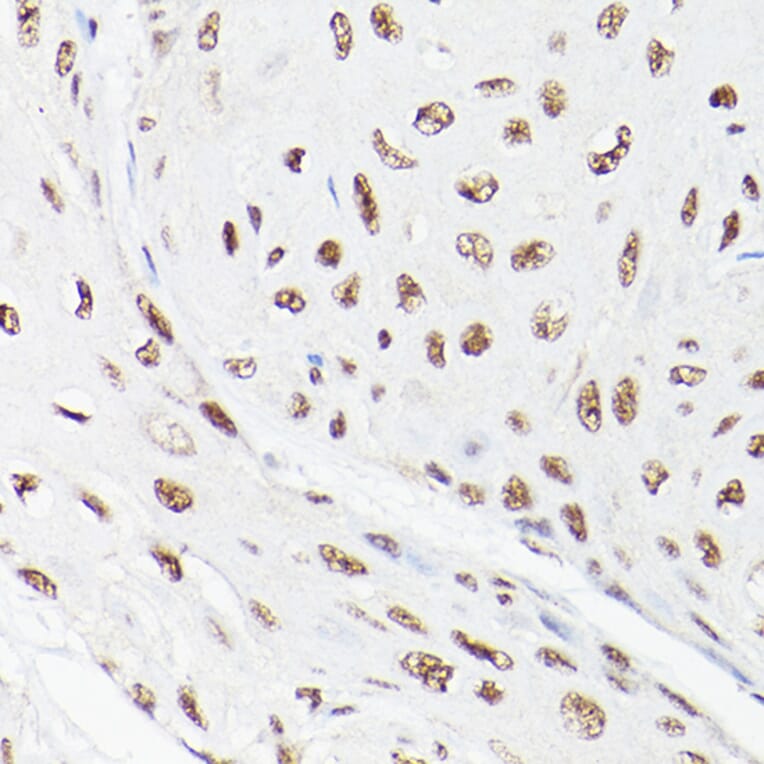 Immunohistochemistry - Anti-LEO1/RDL Antibody (A10520) - Antibodies.com