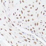 Immunohistochemistry - Anti-LEO1/RDL Antibody (A10520) - Antibodies.com