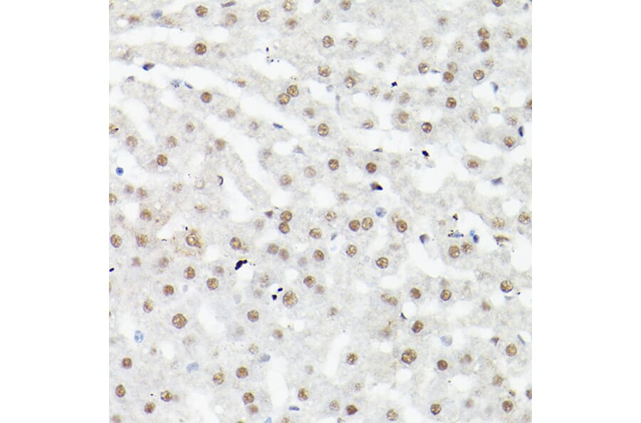 Immunohistochemistry - Anti-LEO1/RDL Antibody (A10520) - Antibodies.com