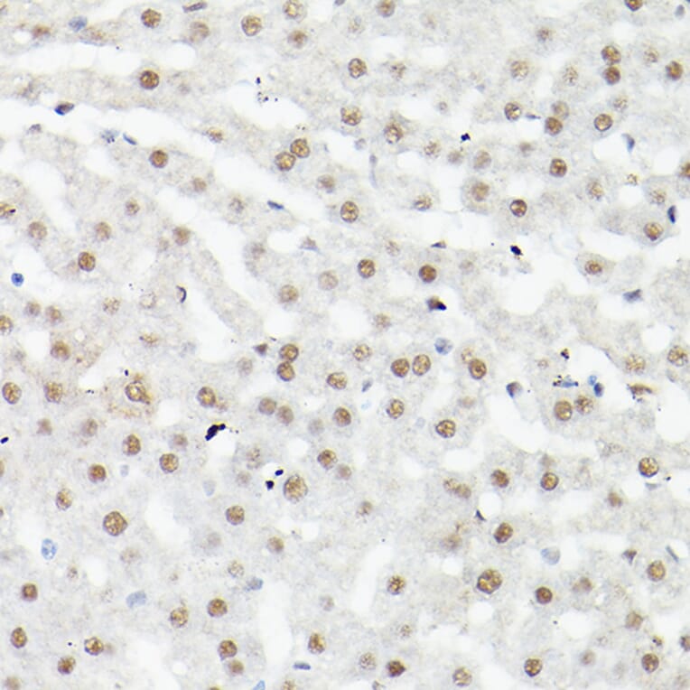 Immunohistochemistry - Anti-LEO1/RDL Antibody (A10520) - Antibodies.com