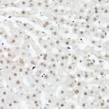 Immunohistochemistry - Anti-LEO1/RDL Antibody (A10520) - Antibodies.com
