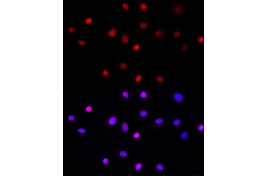 Immunofluorescence - Anti-LEO1/RDL Antibody (A10520) - Antibodies.com