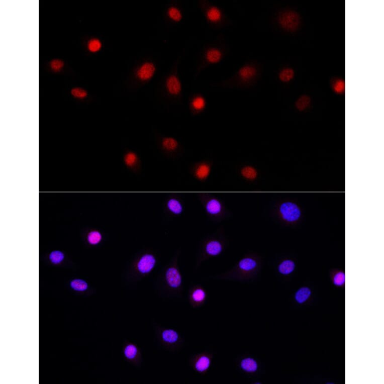 Immunofluorescence - Anti-LEO1/RDL Antibody (A10520) - Antibodies.com