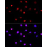 Immunofluorescence - Anti-LEO1/RDL Antibody (A10520) - Antibodies.com