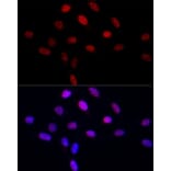 Immunofluorescence - Anti-LEO1/RDL Antibody (A10520) - Antibodies.com