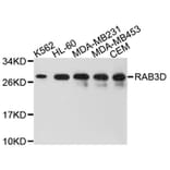 Western Blot - Anti-RAB3D Antibody (A8810) - Antibodies.com