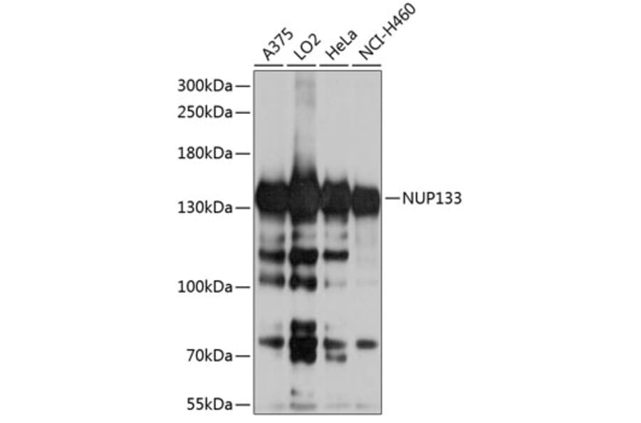 Western Blot - Anti-NUP133 Antibody (A10522) - Antibodies.com