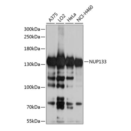 Western Blot - Anti-NUP133 Antibody (A10522) - Antibodies.com