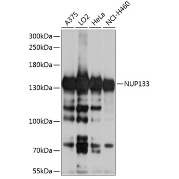 Western Blot - Anti-NUP133 Antibody (A10522) - Antibodies.com
