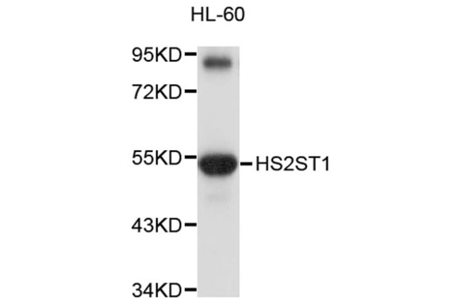 Western Blot - Anti-HS2ST1 Antibody (A8825) - Antibodies.com