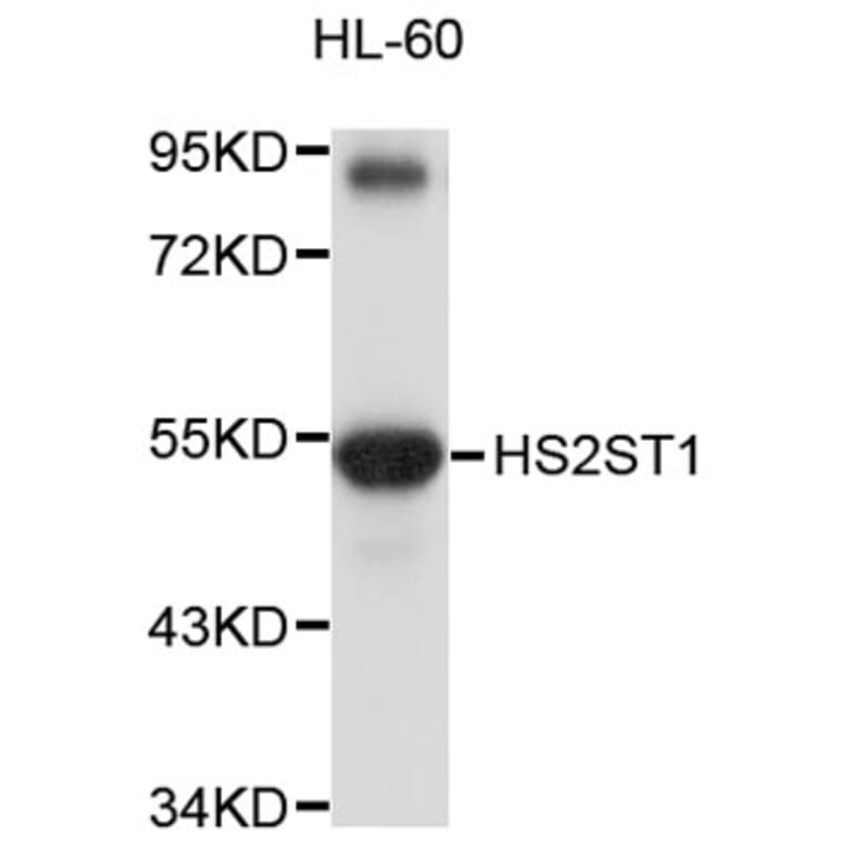 Western Blot - Anti-HS2ST1 Antibody (A8825) - Antibodies.com