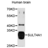 Western Blot - Anti-SULT4A1 Antibody (A8837) - Antibodies.com