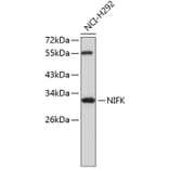 Western Blot - Anti-NIFK Antibody (A8843) - Antibodies.com