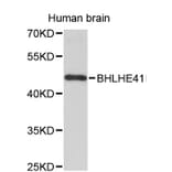 Western Blot - Anti-BHLHE41 Antibody (A8849) - Antibodies.com