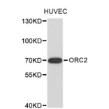 Western Blot - Anti-ORC2 Antibody (A8853) - Antibodies.com