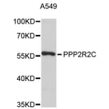Western Blot - Anti-PPP2R2C Antibody (A8854) - Antibodies.com