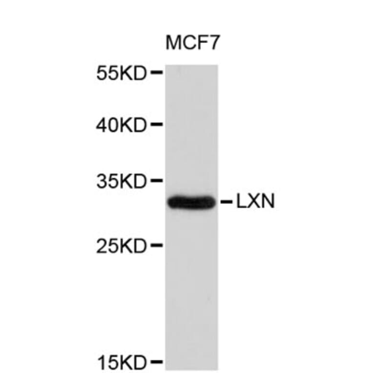 Western Blot - Anti-LXN Antibody (A8870) - Antibodies.com