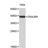 Western Blot - Anti-DNAJB4 Antibody (A8873) - Antibodies.com
