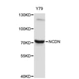 Western Blot - Anti-NCDN Antibody (A8882) - Antibodies.com
