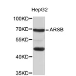 Western Blot - Anti-ARSB Antibody (A8886) - Antibodies.com