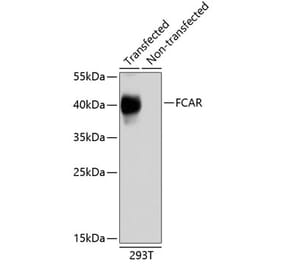 Western Blot - Anti-CD89 Antibody (A10545) - Antibodies.com
