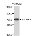 Western Blot - Anti-SLC19A3 Antibody (A8896) - Antibodies.com