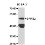 Western Blot - Anti-BPIFB2 Antibody (A8902) - Antibodies.com