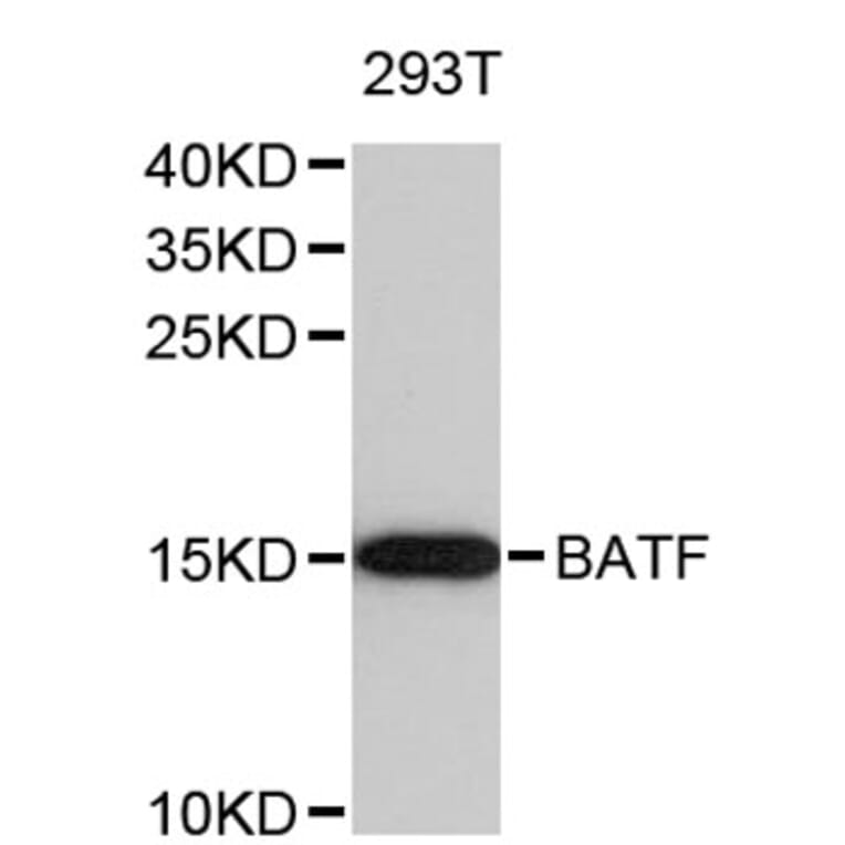Western Blot - Anti-BATF Antibody (A8907) - Antibodies.com