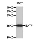 Western Blot - Anti-BATF Antibody (A8907) - Antibodies.com