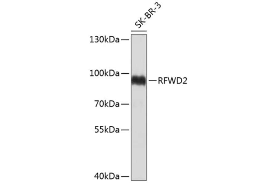 Western Blot - Anti-RFWD2 Antibody (A8910) - Antibodies.com