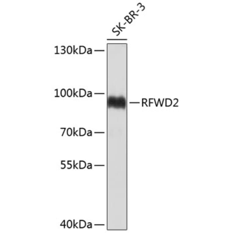Western Blot - Anti-RFWD2 Antibody (A8910) - Antibodies.com