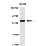 Western Blot - Anti-NAPRT Antibody (A8911) - Antibodies.com