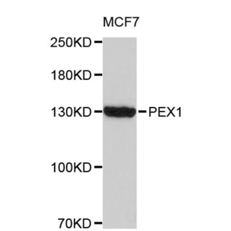 Western Blot - Anti-PEX1 Antibody (A8922) - Antibodies.com