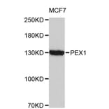 Western Blot - Anti-PEX1 Antibody (A8922) - Antibodies.com