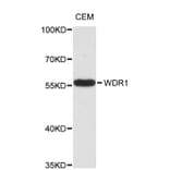 Western Blot - Anti-WDR1 Antibody (A8923) - Antibodies.com