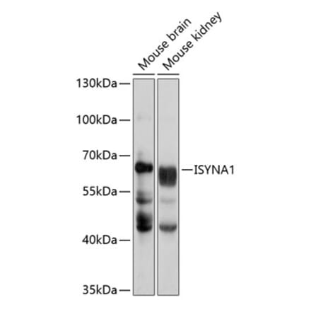 Western Blot - Anti-ISYNA1 Antibody (A10577) - Antibodies.com