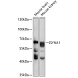 Western Blot - Anti-ISYNA1 Antibody (A10577) - Antibodies.com