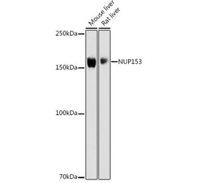 Western Blot - Anti-Nup153 Antibody (A10581) - Antibodies.com