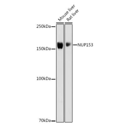 Western Blot - Anti-Nup153 Antibody (A10581) - Antibodies.com