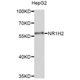 Western Blot - Anti-NR1H2 Antibody (A8979) - Antibodies.com