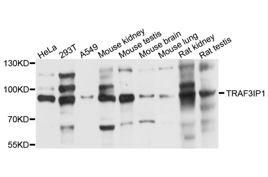 Western Blot - Anti-TRAF3IP1 Antibody (A8997) - Antibodies.com
