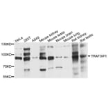 Western Blot - Anti-TRAF3IP1 Antibody (A8997) - Antibodies.com