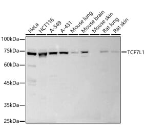 Western Blot - Anti-TCF7L1 Antibody (A10589) - Antibodies.com