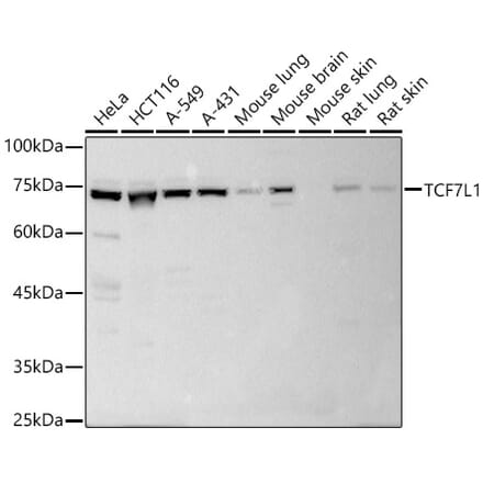 Western Blot - Anti-TCF7L1 Antibody (A10589) - Antibodies.com