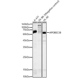 Western Blot - Anti-APOBEC3B Antibody (A10590) - Antibodies.com