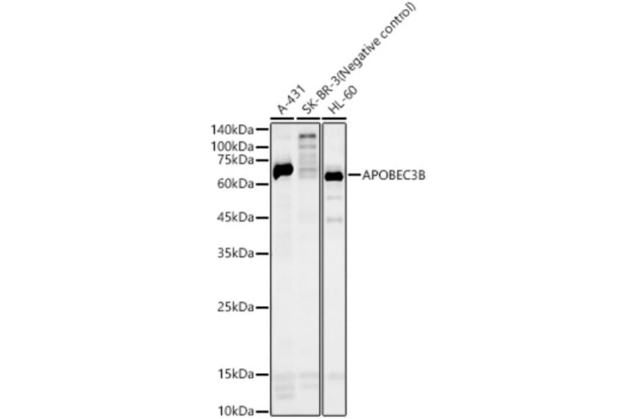 Western Blot - Anti-APOBEC3B Antibody (A10590) - Antibodies.com