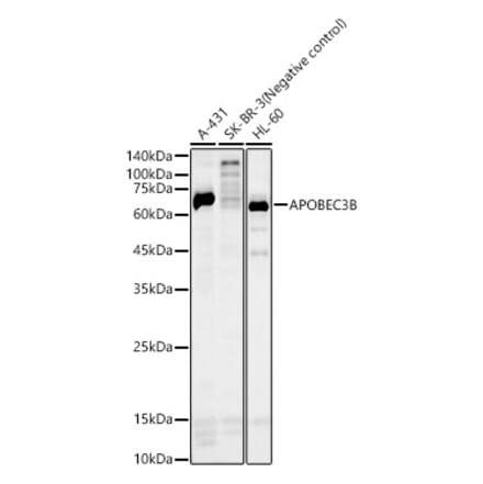 Western Blot - Anti-APOBEC3B Antibody (A10590) - Antibodies.com