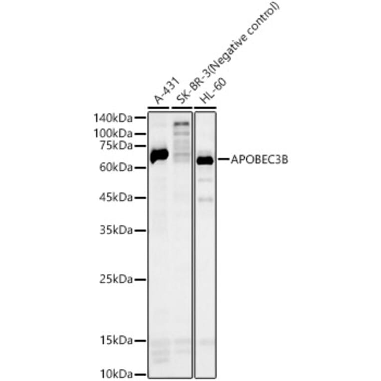 Western Blot - Anti-APOBEC3B Antibody (A10590) - Antibodies.com