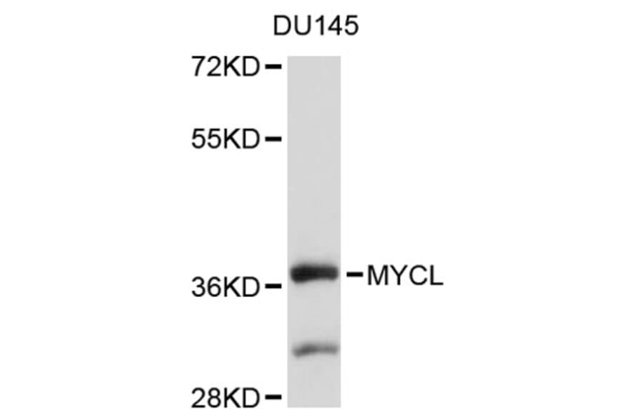 Western Blot - Anti-MYCL Antibody (A9012) - Antibodies.com